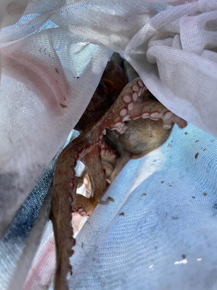 明石　船タコ苦戦