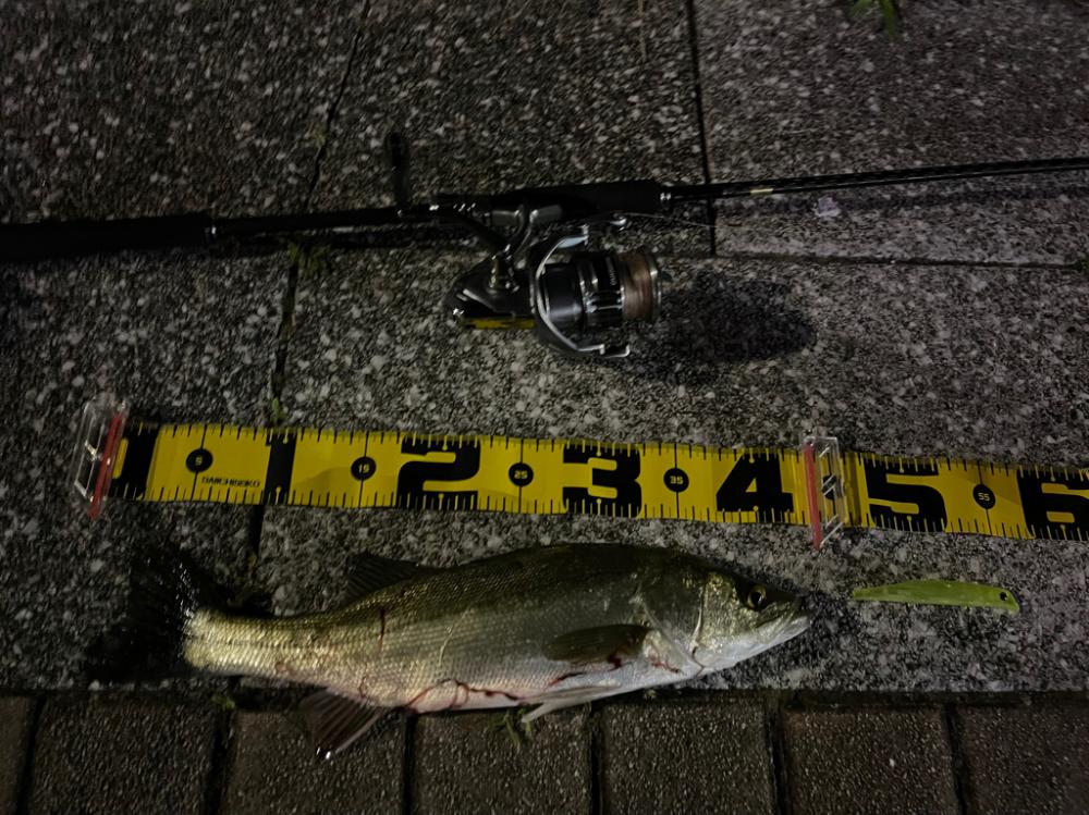 初ブローウィン80S