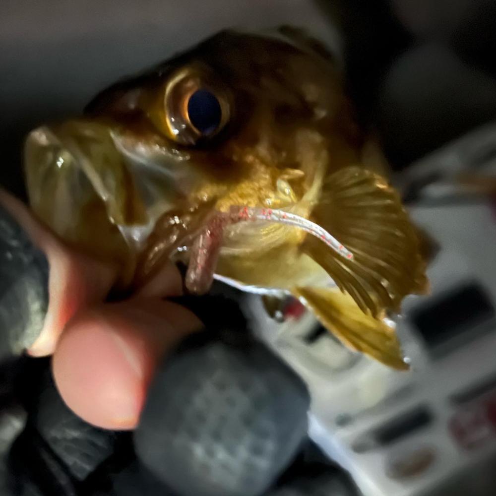 岩屋でラストメバル!