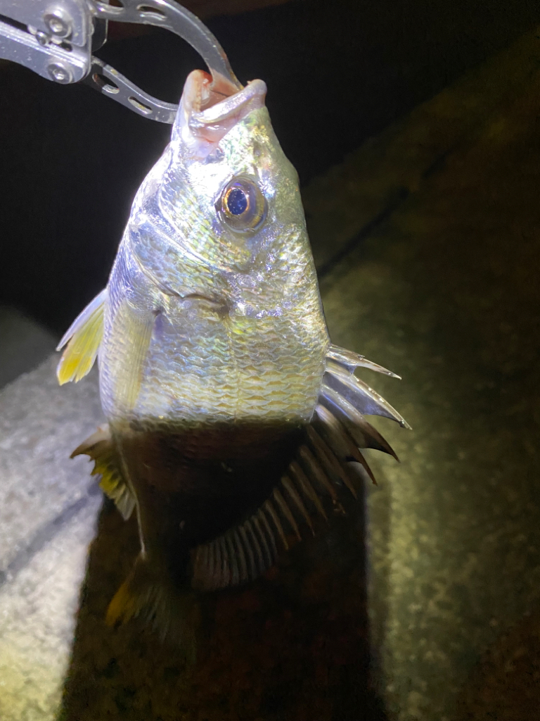 ヘチってきました