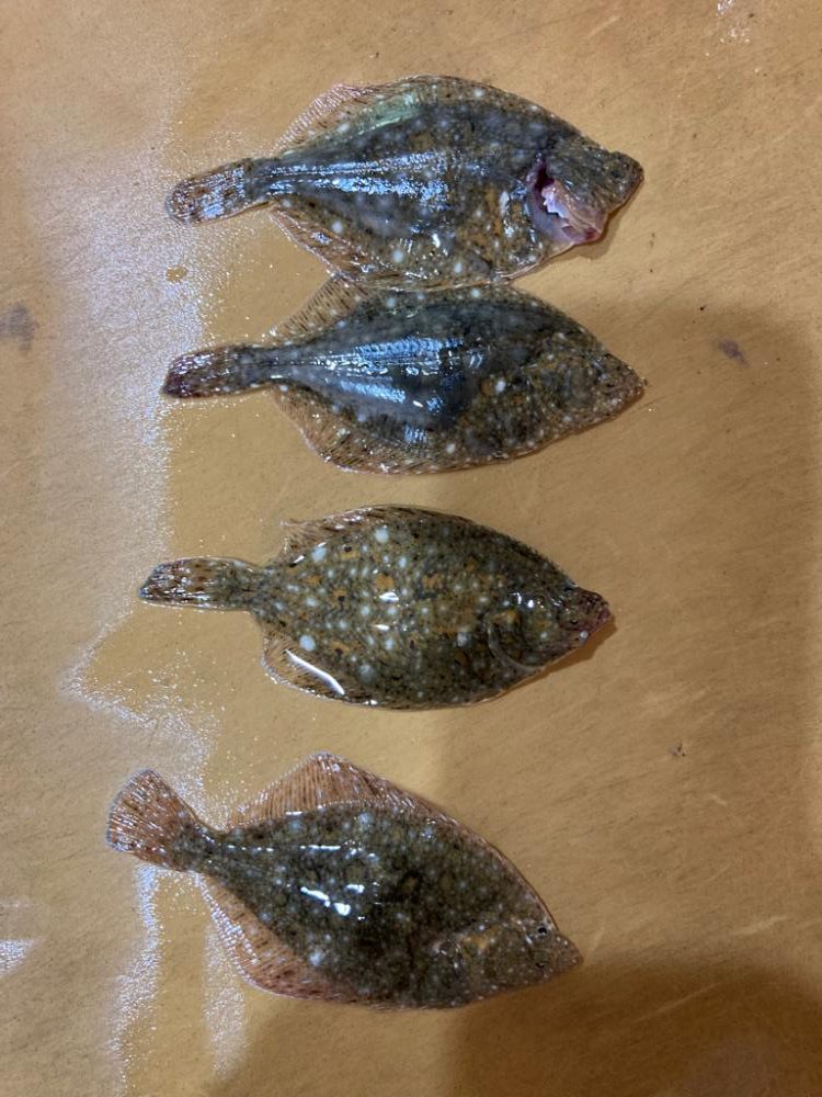 須磨海岸キス狙い