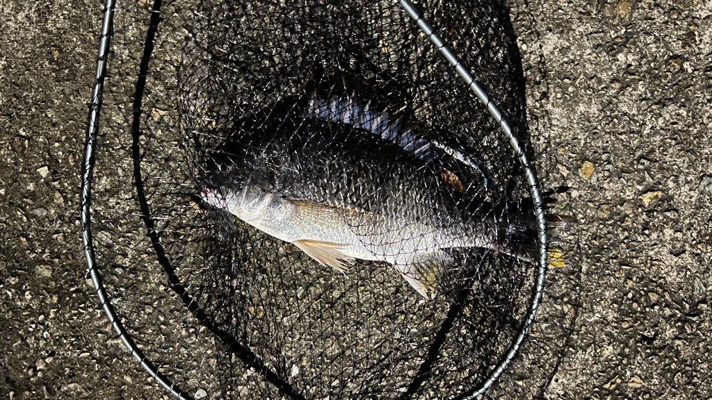 久々のシーバス