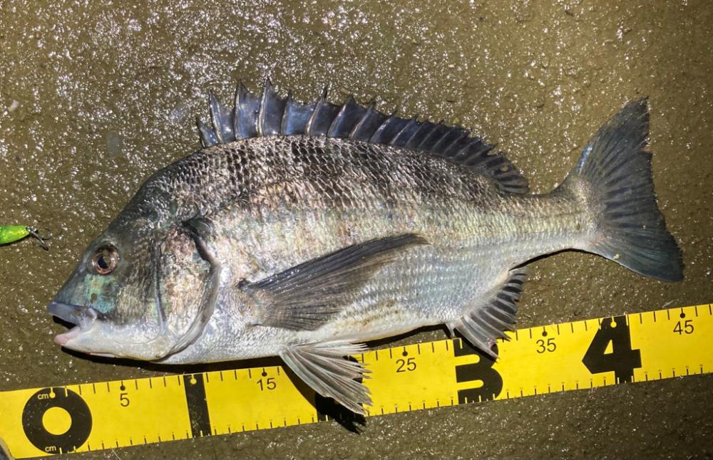 夜のルアーフィッシング