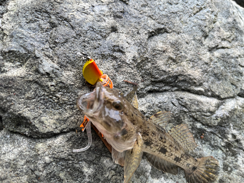 リベンジ成功？