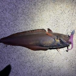 チビメバル運動会