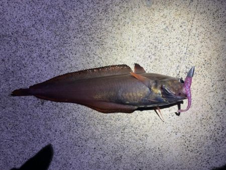 チビメバル運動会