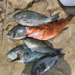 サバゴの猛攻に苦戦❗️