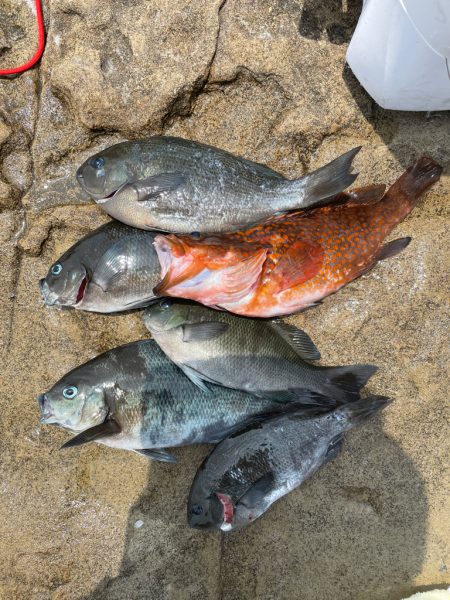 サバゴの猛攻に苦戦❗️