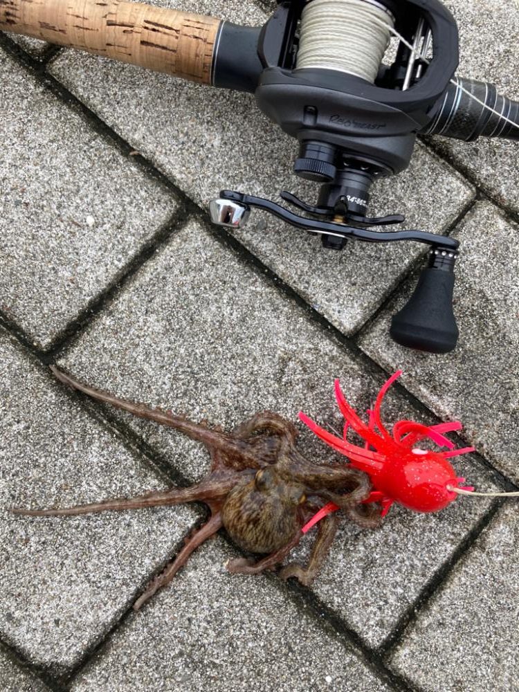 新子狩り。ツヌケ10杯。。。