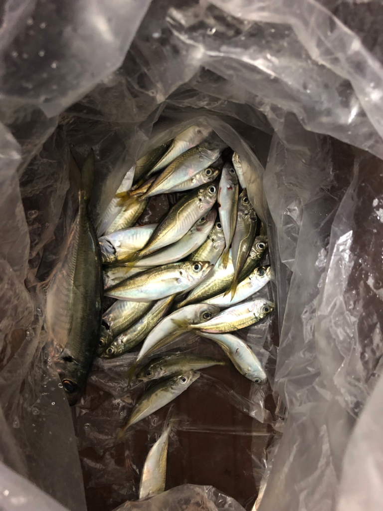 久しぶりのマゴチ