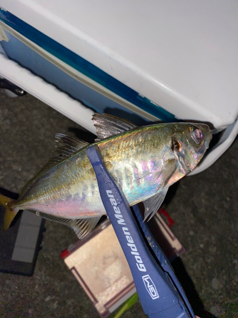 地元でエギング、アジング