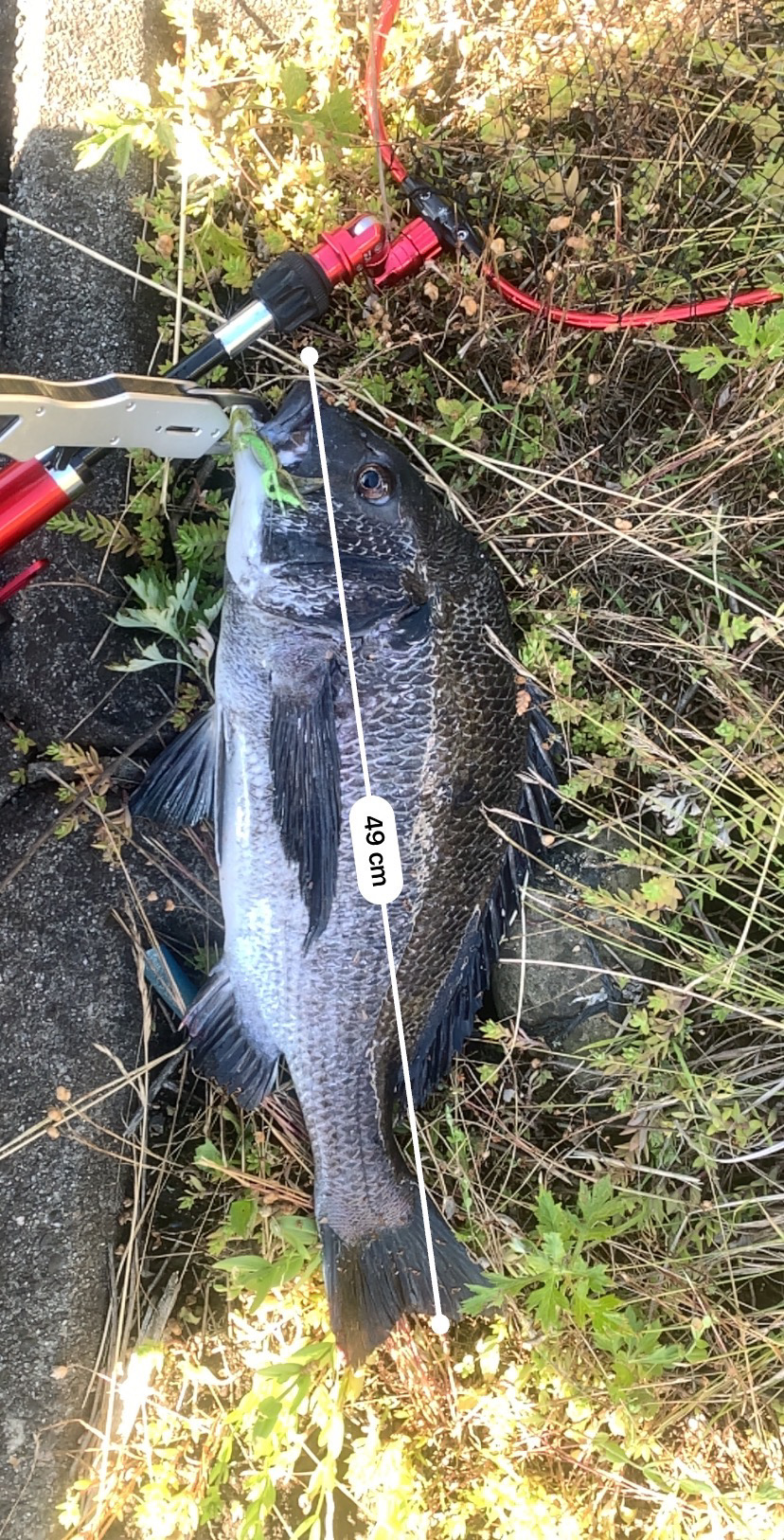 チニング開拓成功！！大満足すぎる49センチ！