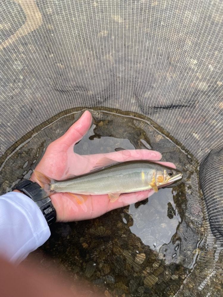 鮎シーズン本格始動‼︎