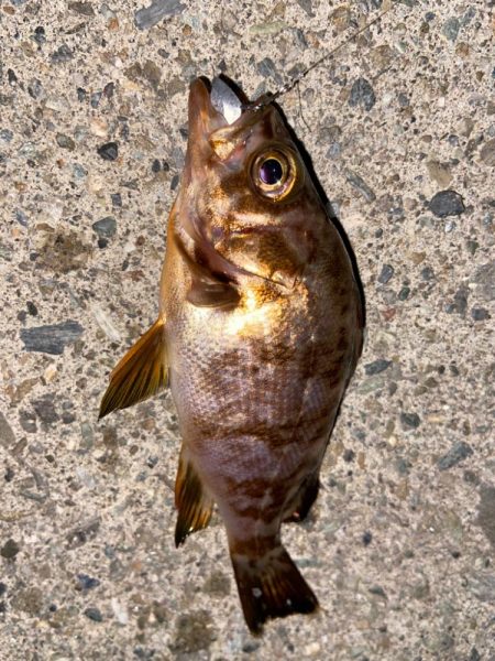 マイクロメバルでも