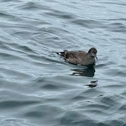 ロックフィッシュは安定