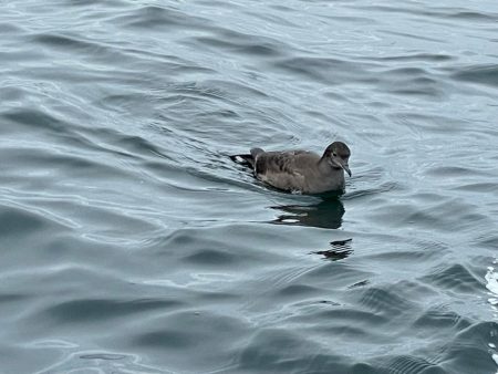 ロックフィッシュは安定