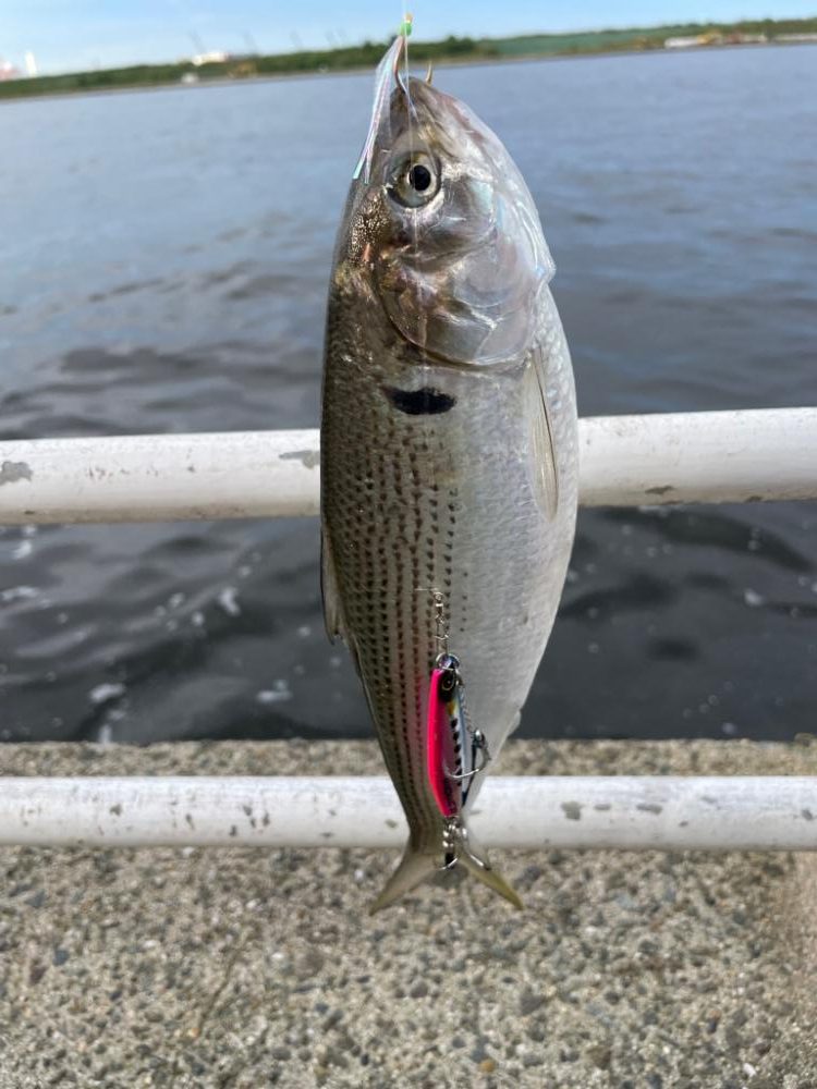 ようやくツバスが釣れました*\(^o^)/*