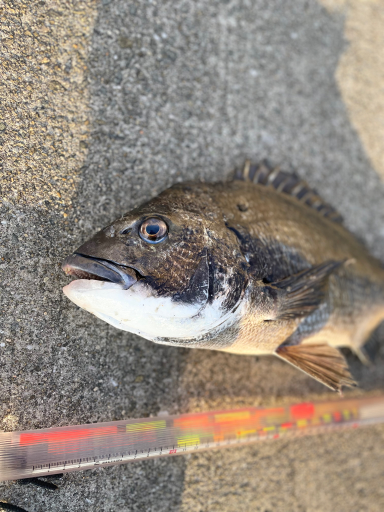 波止フカセでチヌ。