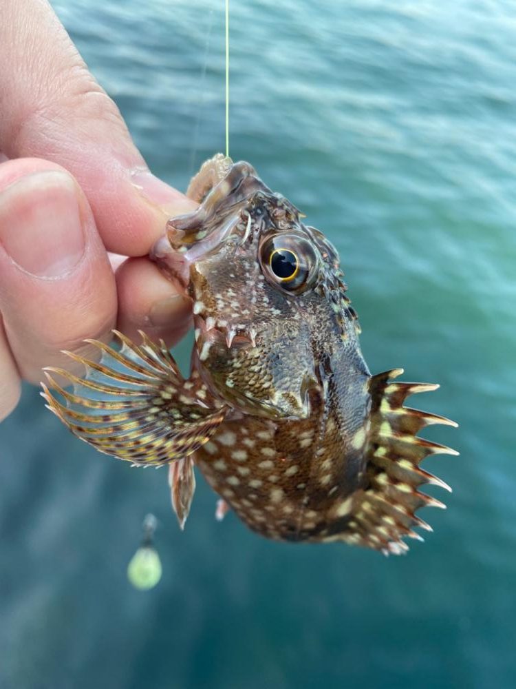 いろんなおさかな