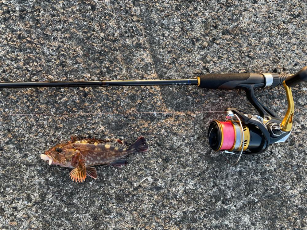 青物撃沈でもライトワインドが熱い！