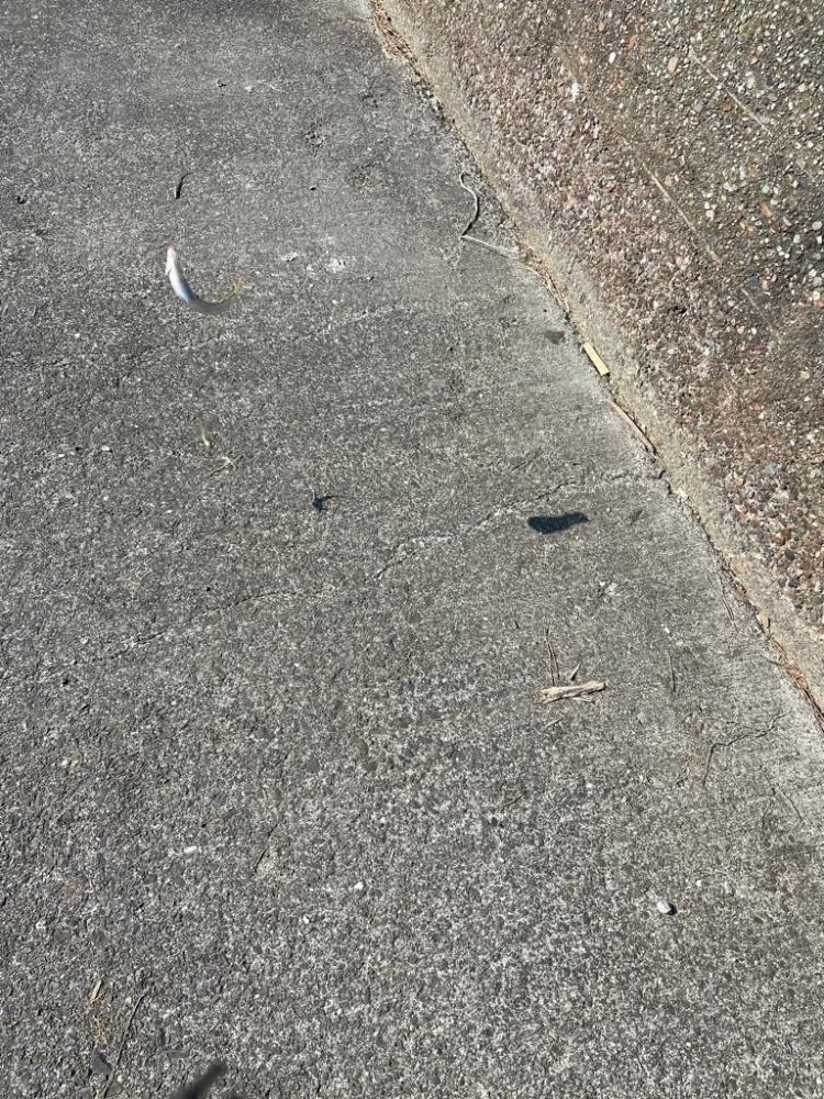 久しぶりのキス釣り