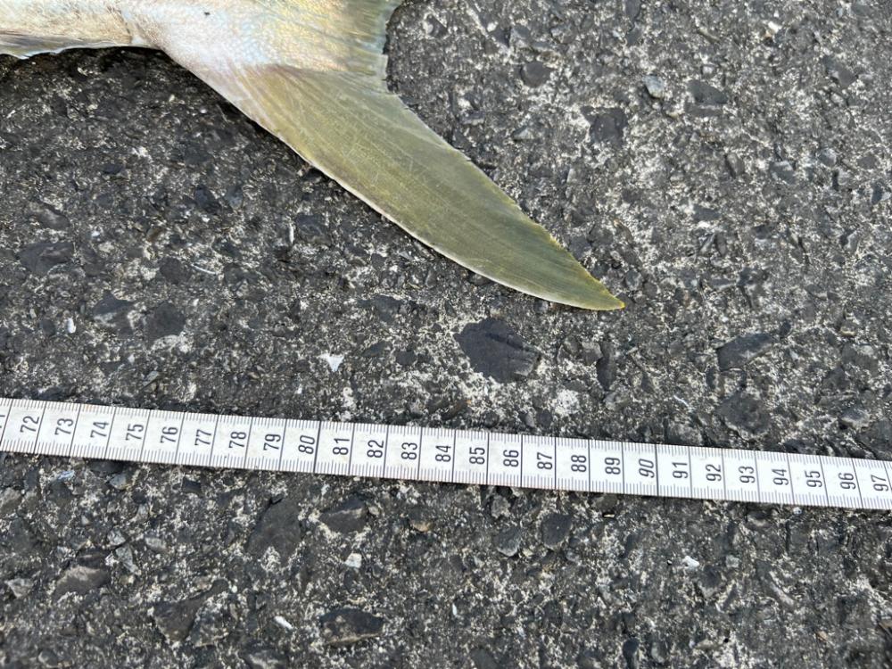 タモオレルド・デカブリお〜!(笑)