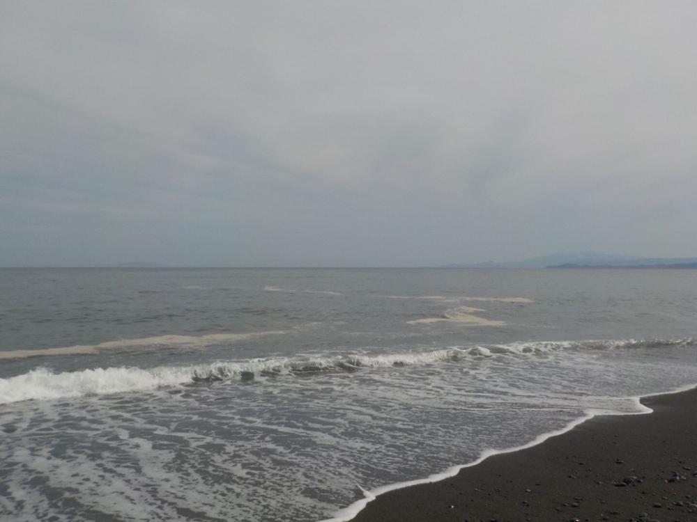 ホウボウとサメが釣れました