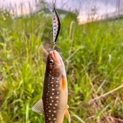 渓流ルアーフィッシング