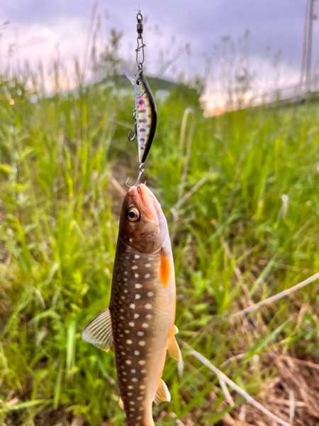 渓流ルアーフィッシング