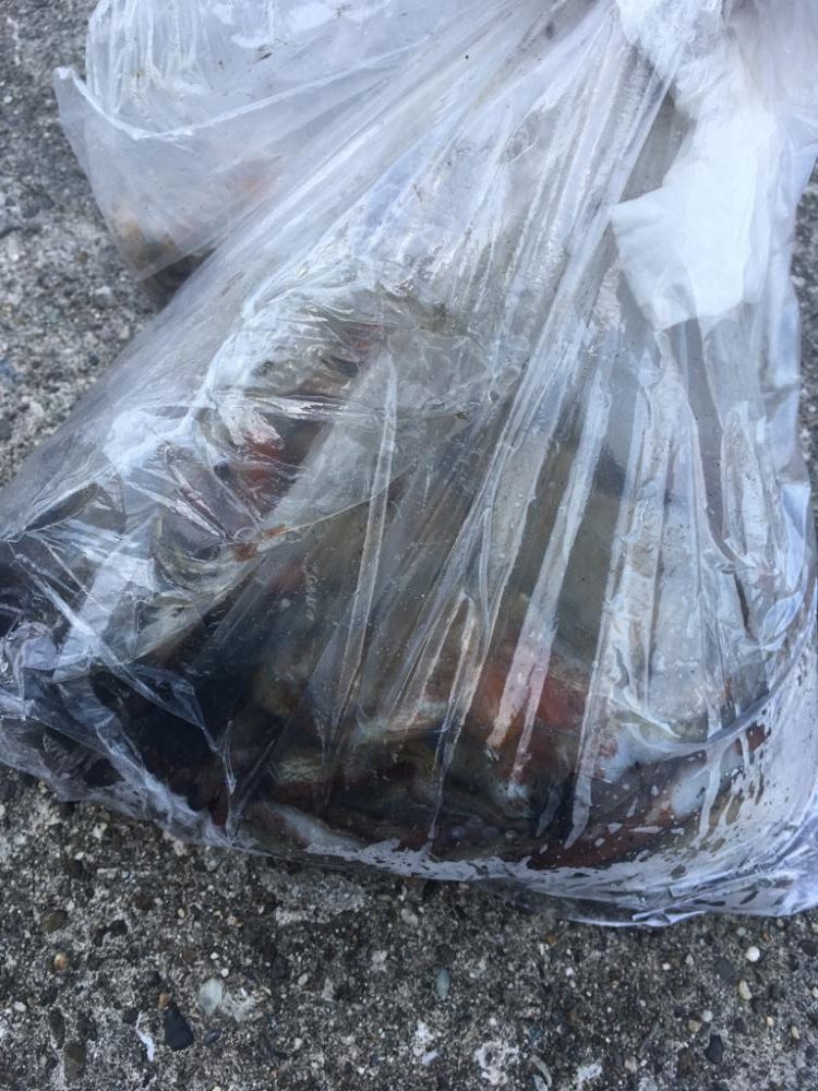 【タコフィネス】で計40杯弱・6kg以上