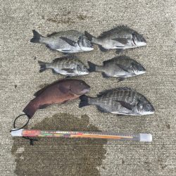 波止フカセでチヌ。 海亀出現！