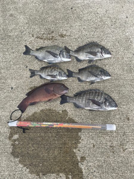 波止フカセでチヌ。 海亀出現！