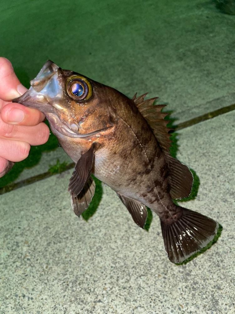 ロック、メバリング