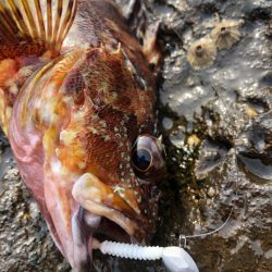 いよいよ夏本格化？？