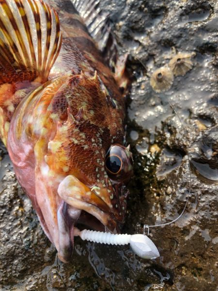 いよいよ夏本格化？？