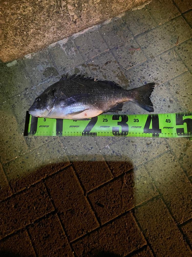 ヘチってきました