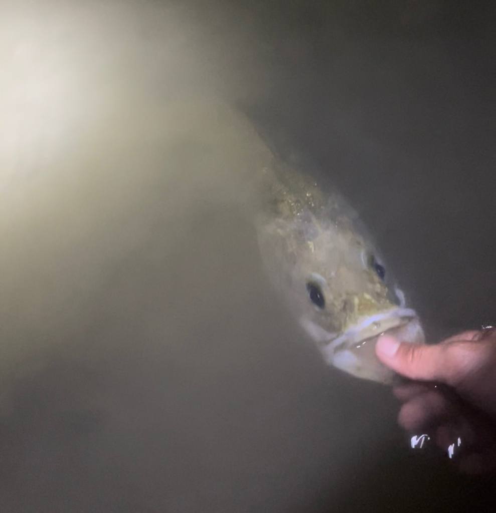 初ウェーディング