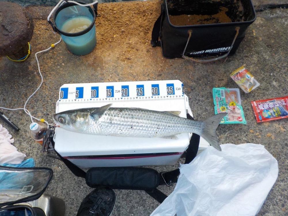 かかり釣りデビュー戦