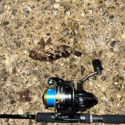 ガシラはライトリグが面白い