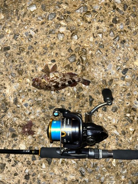 ガシラはライトリグが面白い