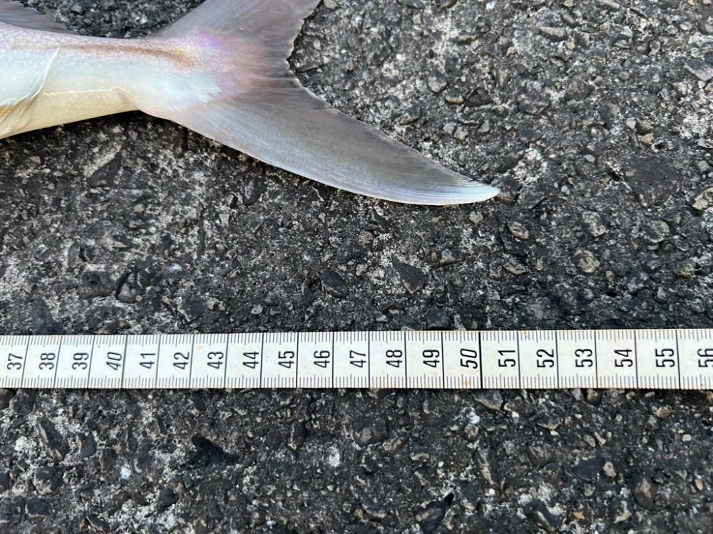 久しぶりに水面の魔術師(笑)