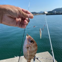 淡路島 津名港 キス釣り