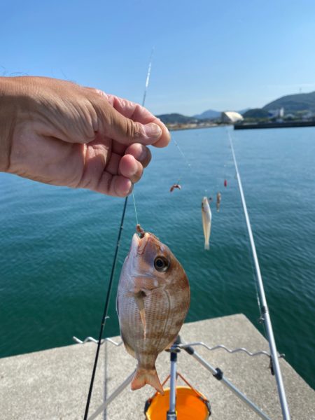 淡路島　津名港　キス釣り