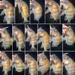 2022ライトゲーム第19戦