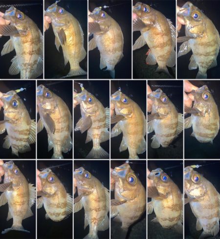 2022ライトゲーム第19戦