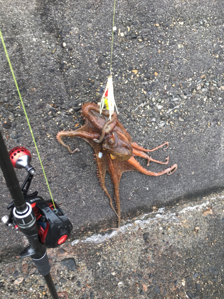 自作タコエギを使って