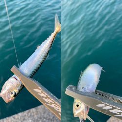 自己最小サイズ