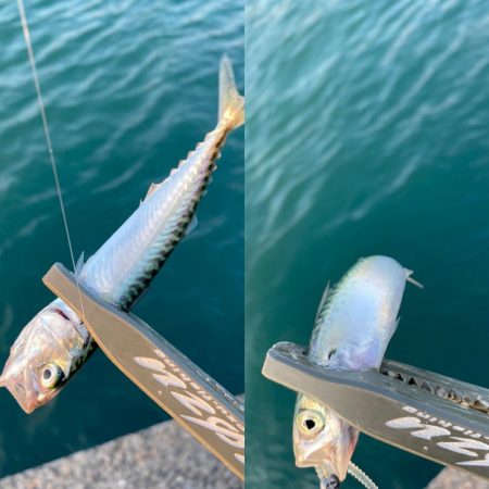 自己最小サイズ