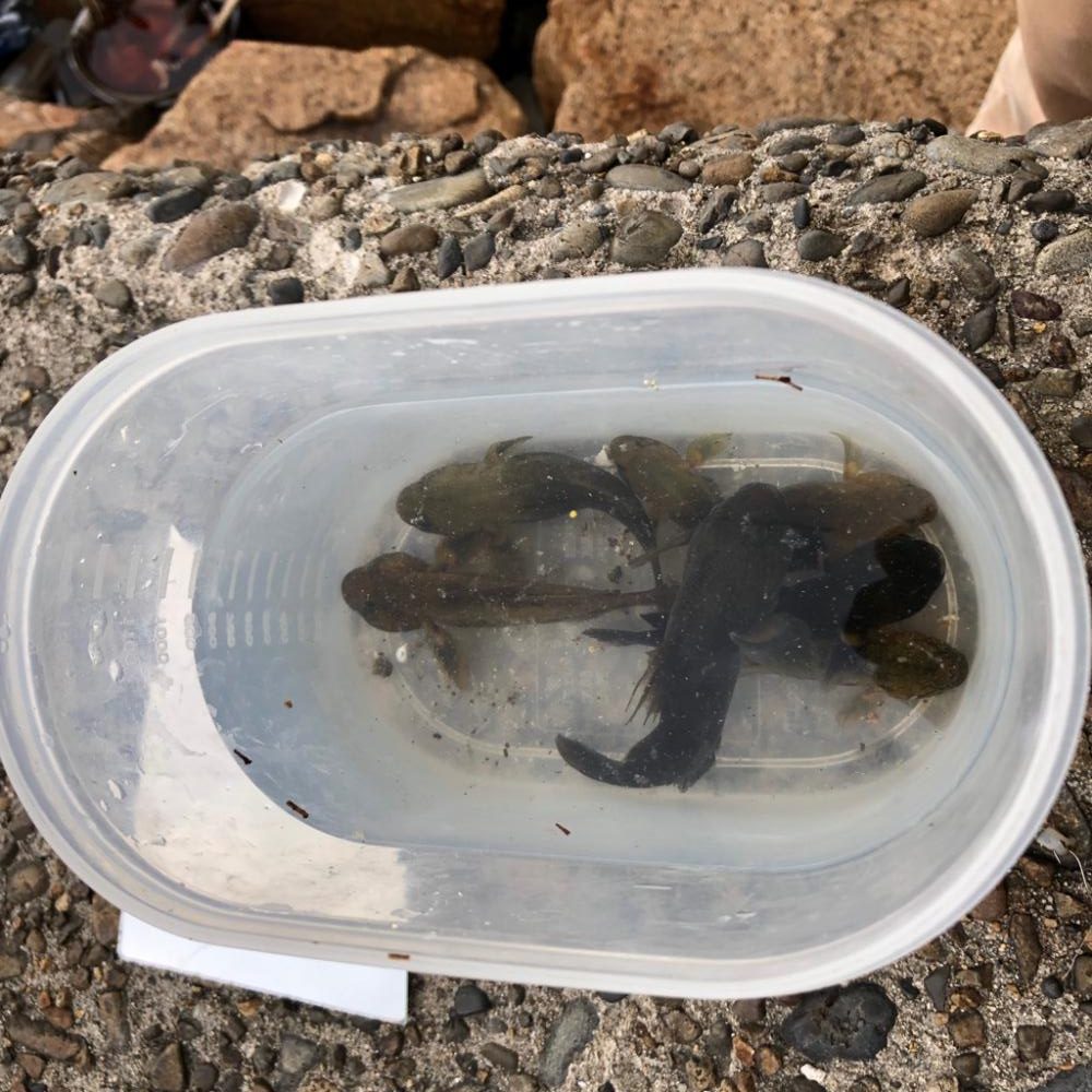 ひと時のハゼ釣り(^ ^)