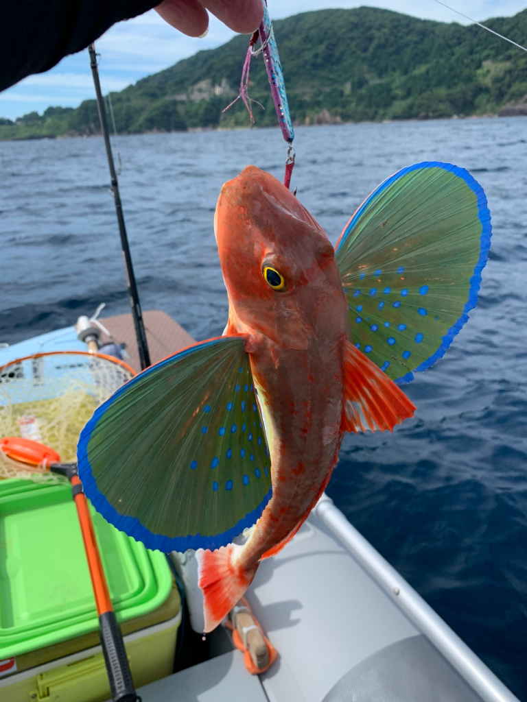 マイボートでいつものアマダイ釣行！